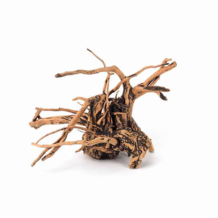 Оптовая продажа: Натуральные д – обзор и цена Aquarium Plants For Sale