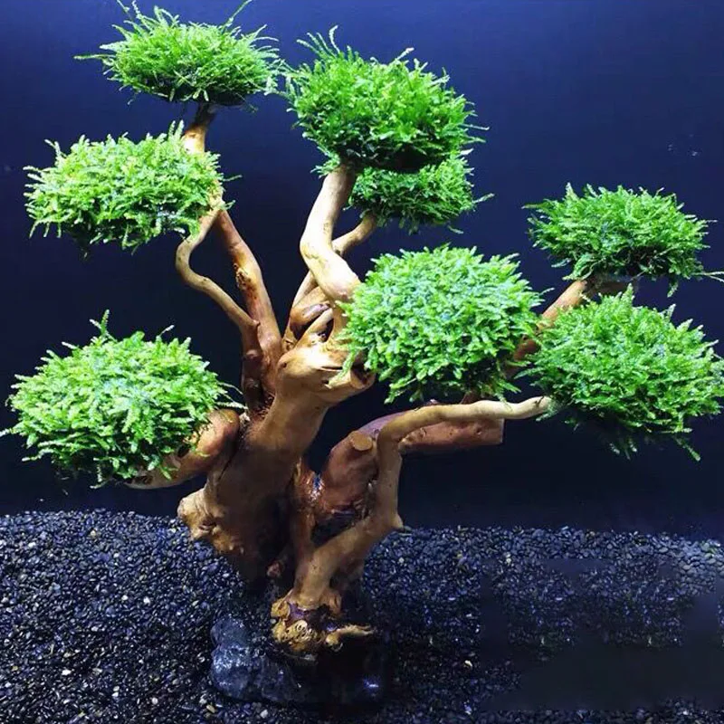 Растение аквариума с мхом, укр – обзор и цена Planted Aquarium Without Fish